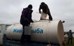 На Черном Иртыше завершили летний этап зарыбления сибирским осетром
