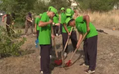 Более 6 тысяч саженцев высадили в области Абай