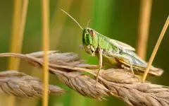 Массовое нашествие саранчи зафиксировано в Узбекистане