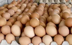 Акмолинская область лидирует по объему производства яиц в Казахстане
