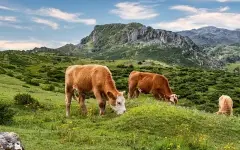 Овцы, козы и коровы гибнут в ЗКО от неизвестной болезни