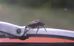 Алматинцы бьют тревогу из-за нашествия древесных клопов