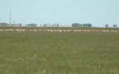 Регулирование численности сайгаков в ЗКО начнётся с 1 июля