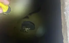 Спасатели СКО пришли на помощь попавшему в смертельную западню щенку