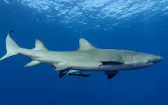 На популярных курортах ввели режим повышенной готовности из-за нашествия акул