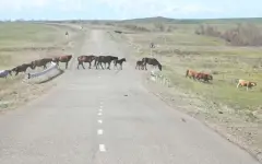 Бродячий скот стал причиной десятков ДТП в области Абай