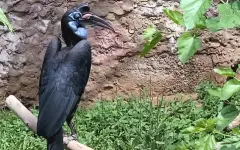 Рогатые вороны, которые не вороны: зоопарк Алматы раскрывает секрет