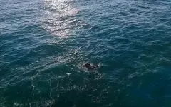Трагедия на Капчагае: женщина утонула на глазах у депутата
