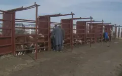 Ограничения из-за бешенства КРС ввели в селе Костанайской области