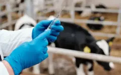 Свыше 145 млн процедур по вакцинации животных проведут в РК