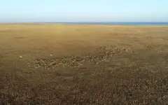 Сайгаки вытоптали тысячи гектаров посевов в Карагандинской области