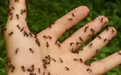 Из-за жары Великобританию атаковали супермуравьи