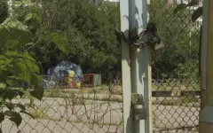 Устькаменогорцы возмущены беспорядком в парках