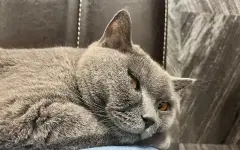Ошибки, которые могут стоить кошке здоровья или жизни