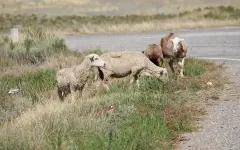 Овцы и бараны массово гибнут в Карагандинской области