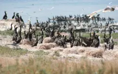 Открыт сезон на отстрел большого баклана в Абайской области