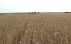 Аграрии ЗКО приступили к сбору озимой пшеницы