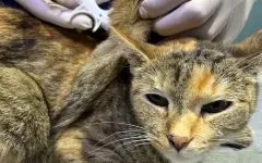 В Алматы владельцам домашних животных сообщили хорошую новость