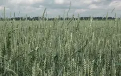 1,8 млн тонн зерна экспортировала Северо-Казахстанская область