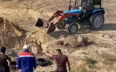 В Атырауской области массово гибнут верблюды: в регион ожидается прибытие ученых из Астаны
