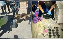В Кызылорде полиция изъяла почти полтора килограмма мефедрона