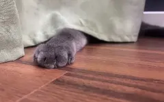 Почему кошка кусается, когда ее гладишь