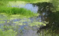 Мужчина застрял в трясине в Алматы