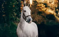 15 августа – Степанов день: категорически нельзя играть свадьбы и работать в саду