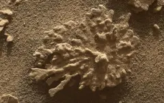 Ученые запечатлели коралл на Марсе