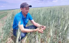 В Костанайской области убрано 30 тыс. га урожая зерновых