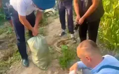 50 кг конопли пытались спрятать среди кукурузы в Алматинской области