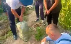 50 кг конопли обнаружили среди кукурузы в Алматинской области