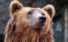 Необычная встреча: в ВКО медведь появился у здания акимата