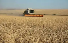 Уборочная кампания набирает обороты в Казахстане