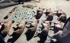 Туши незаконно отстрелянных сайгаков изъяла полиция Мангистауской области