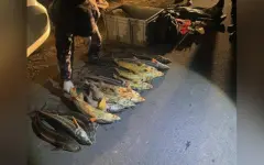Более 450 килограммов незаконно выловленной осетровой рыбы изъяли у жителя Мангистау