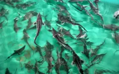 Субъекты рыбного хозяйства теперь обязаны регистрироваться — вступили в силу поправки