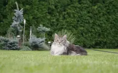 Кошки, которые думают, что они собаки