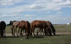Онлайн-сельхозперепись продлили до 20 сентября