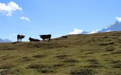 В Альпах коровы насмерть затоптали пожилого туриста на глазах супруги