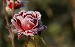 Ночные заморозки ожидаются на востоке и севере Казахстана