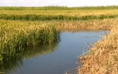 Кызылординские рисоводы приступили к жатве