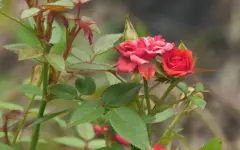Сады расцвели на крышах Сеула
