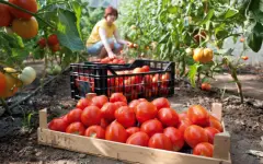 Объем валовой продукции сельского хозяйства вырос на 3,4%