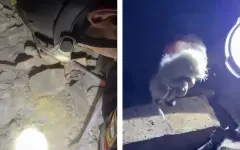Трогательным видео поделились спасатели Караганды