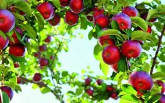 Какие продукты стоит внести в осенний рацион питания — диетолог