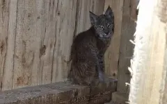 Дикую рысь поймали во дворе частного дома в Акмолинской области
