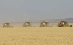 Грузия наращивает закупки казахстанской пшеницы