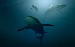 Подводное плавание для туриста в Коста-Рике обернулось нападением акулы