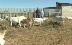 Сыроделы из Мангистауской области завоевали мировое признание